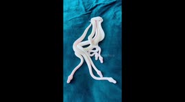 Hatchling Pythons Coiled Together