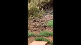Brave Squirrel Confronts Rattlesnake in Wildlife Refuge Showdown