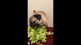 “The Moo Deng of Pugs”: Pup’s lettuce mukbang charms millions on TikTok