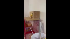 African lovebird hangs upside down from his box