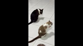 Pair of cats have bizarre synchronised grooming session