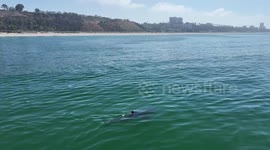 15-foot great white shark filmed close to shore in Santa Monica