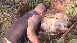 Mother buffalo trapped in well is rescued in Thailand