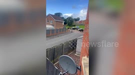 Footage shows cows running around village as storm Floris blows down fence