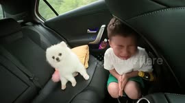 Dog defends crying child in moving vehicle in Shaanxi, China