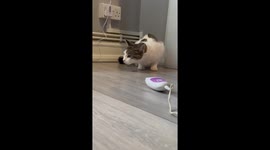 Cat startled by buzzing epilator in London, England
