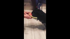 Juicy Watermelon vs. Hungry Dog: A Hilarious & Cute Showdown