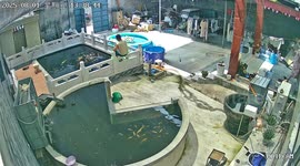 Angry wife kicks husband into fish pond for forgetting to take son to school