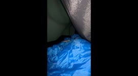 Sharing My Tent With a Kangaroo Joey