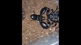 Scorpion Crushes Stag Beetle’s Head