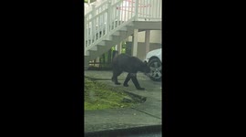 Black Bear Steals a Purse