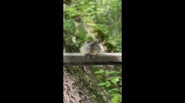 Conjoined Twin Sparrow Chicks