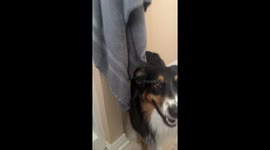 Riley the Aussie throws sass fit over mum’s bathroom delay before walk