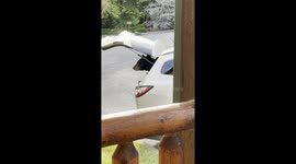 Bear Sneaks in a Car