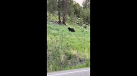 Black bear spotted descending hill in Yellowstone National Park, Wyoming, USA