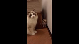 Startled kitten taps adult cat then hides again in Jiangsu, China