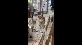 Dog reacts to tapping sounds during home renovation in Shandong, China