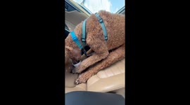 Poodle eats unusual way in Tomball, Texas, USA