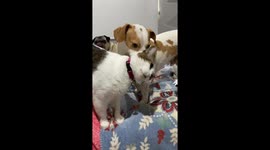 Cat suddenly attacks dog while resting on bed in Yucatán, Mexico