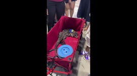 Monitor lizard naps in stroller at pet show in Thailand