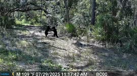 Feathers and Fur Fly in Playful Wildlife Scuffle at Florida Park