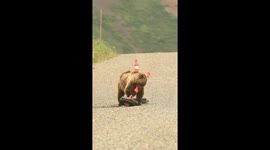Grizzly Bear in Alaska Playing With a Cone on the Road