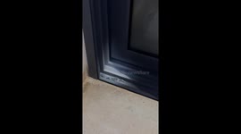 Large Scorpion Found in Airbnb