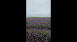 Cats Hop Through a Field of Lavender Flowers