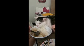 Scottish Fold cat has unusual habit of watching her owner eat