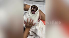 Chihuahua puppy wrapped in towel dangles tongue out of mouth