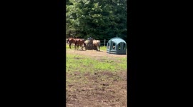 Gotta Scratch That Itch!