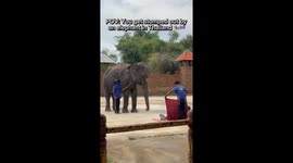 Nerve wrecking moment travel creator lightly stomped by gentle giant in Thailand