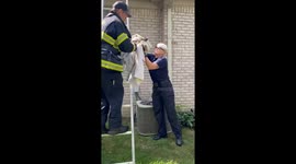 Raccoon Rescued From Roof With Tin Can Stuck