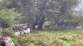 Storm Floris: Sheep Shelter From Storm Winds In Wales