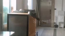 Family shocked to find 17ft python in their living room hunting pet cats