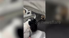 Puppies become best friends under the seats on three-hour flight