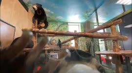 Bear sniffs camera and captivates tourists with cute moves