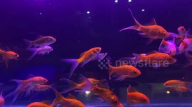 Mesmerising moments from the goldfish tank