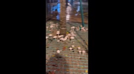 Mushrooms bloom after heavy rain in Macau