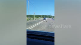 Family of ducks hold up traffic as they cross the road
