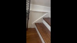 Kokoni dog lights up with joy after hearing owner’s voice in Elizabeth, Pennsylvania, USA