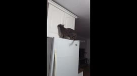 Magic Paws! Oriental Kitten Percy Unlocks the Cupboard Mystery