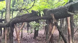 India's longest-living tree stands tall at 250 years old
