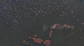 Stunning drone footage captures pink flamingos in Türkiye’s Gediz Delta