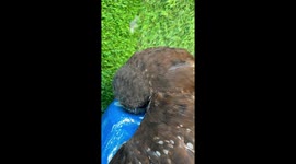 Owl with its beak stuck in plastic chair is rescue by owner