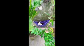 The cat loves to sleep and swing on the hammock