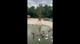 Giraffe Thinks She’s Demi Lovato