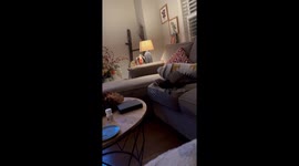 House Ferret Folds In Half