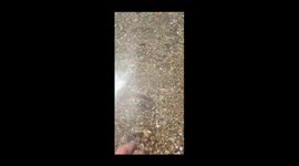 Elegant sea creature hides in the sand after being approached by human