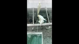 Captured a beautiful moment of these birds